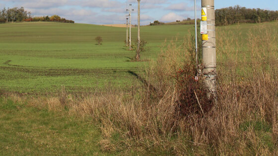 Overgrown grass around the bases of telephone utility poles in a field.